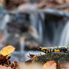 ~ Herbst-Salamander ~