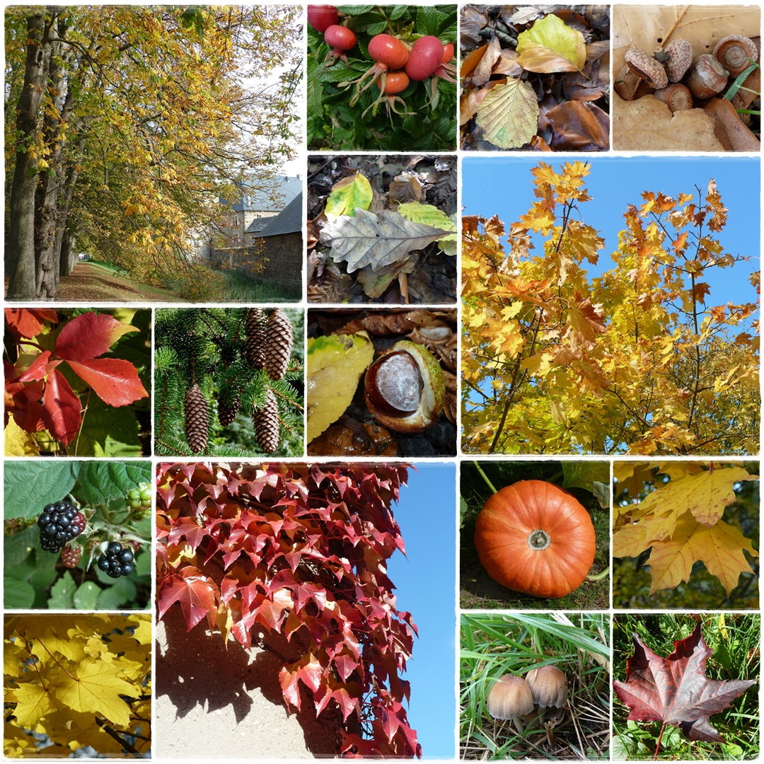 Herbst-Sammlung