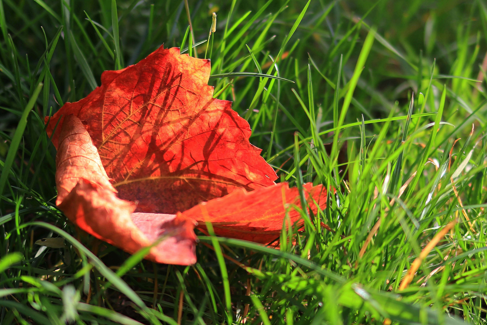 Herbst-Schatten