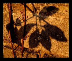 HERBST-schatten-wand 2( geändert...)