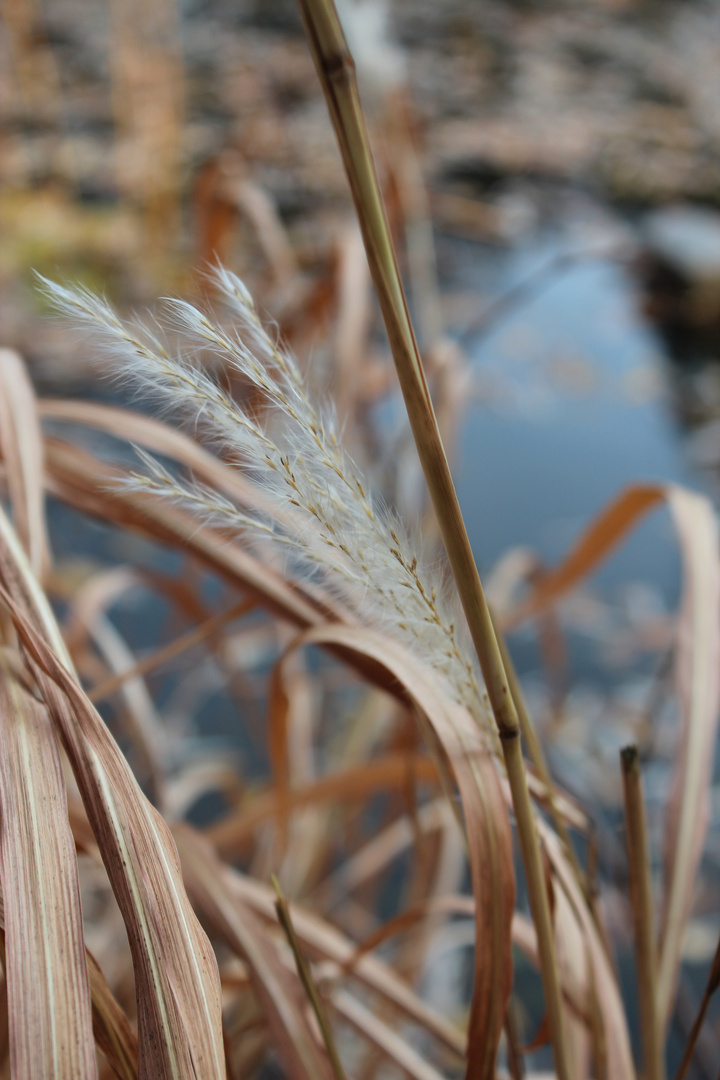 Herbst Schilf