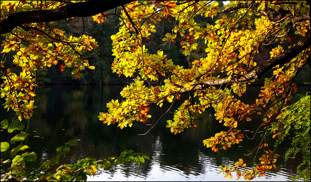 Herbst @ Schlachtensee