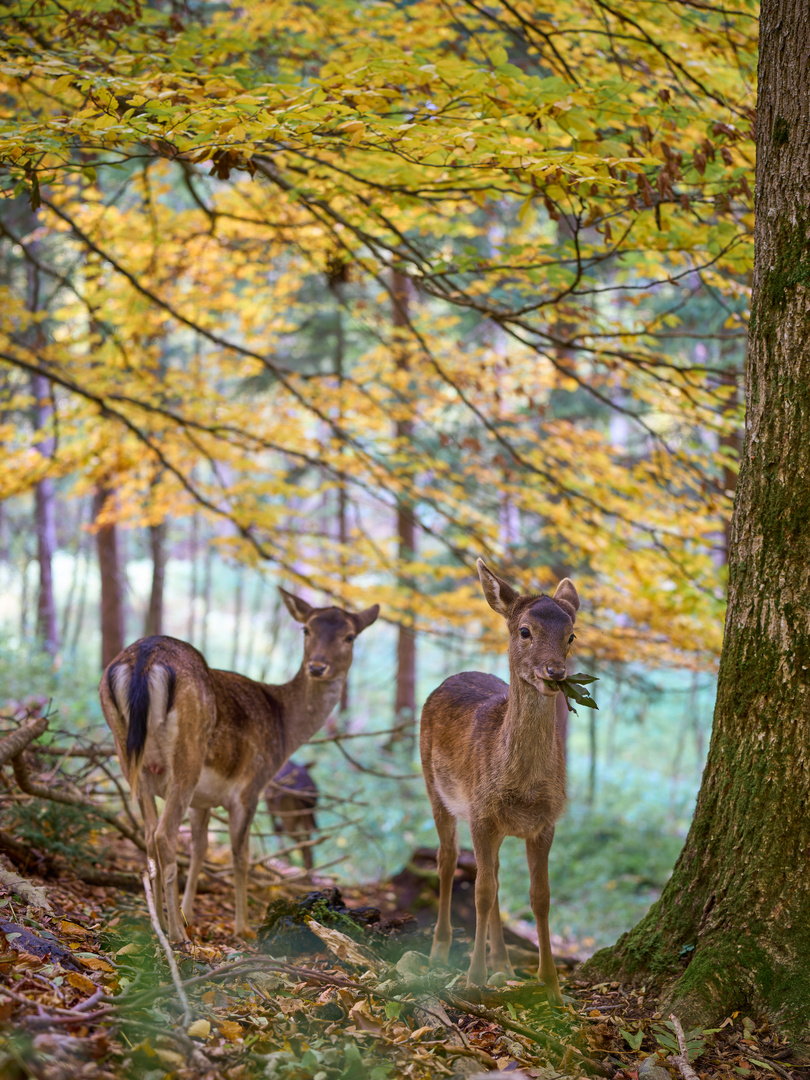 Herbst Schmaus