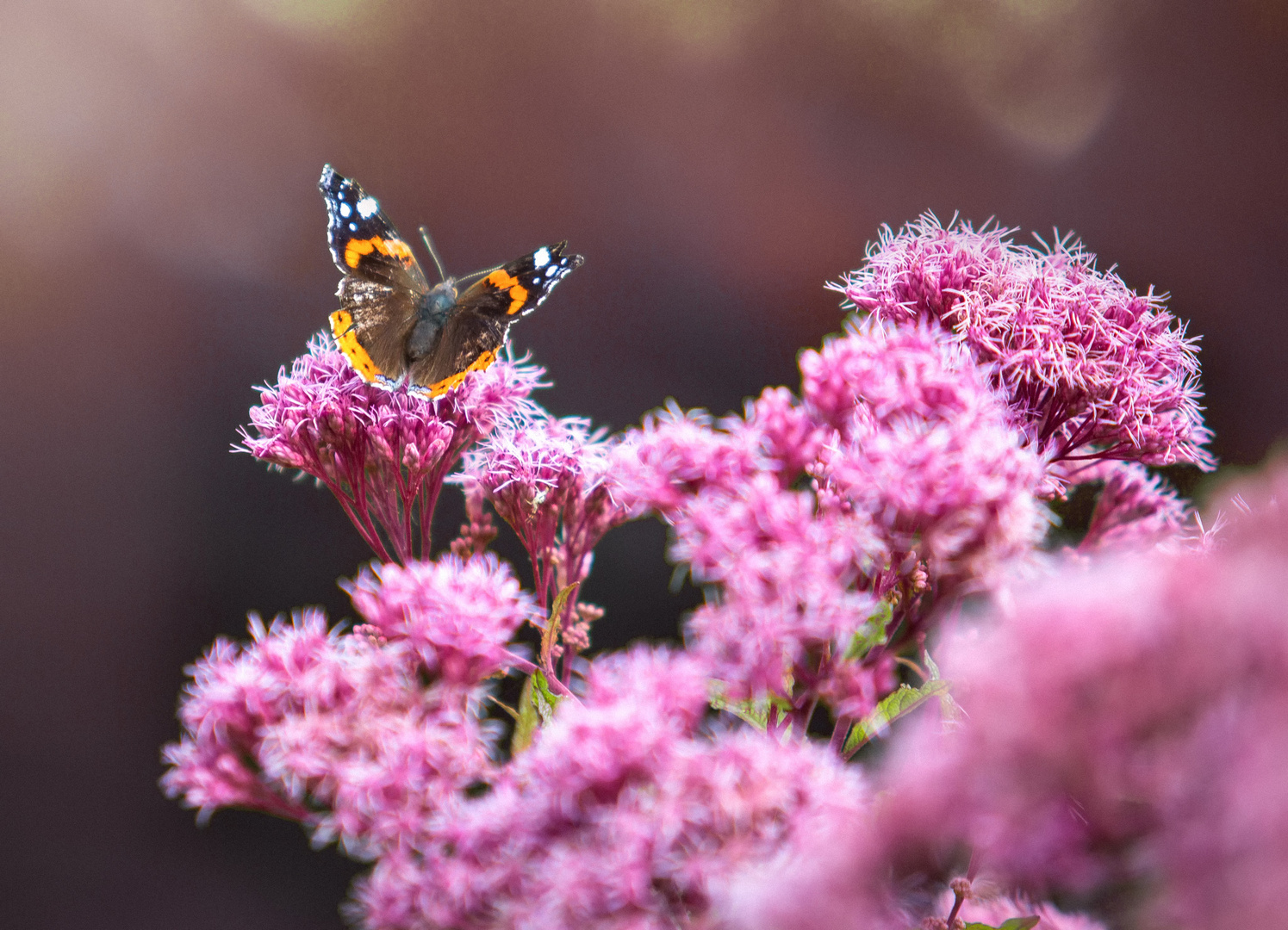 Herbst Schmetterling  