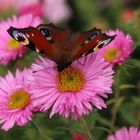 Herbst, Schmetterling, Blumen