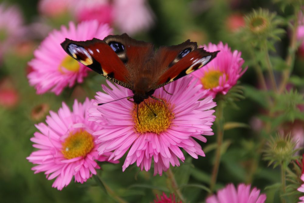 Herbst, Schmetterling, Blumen