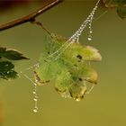 HERBST Schmuck