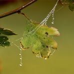 HERBST Schmuck