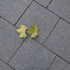 Herbst Schnappschuß