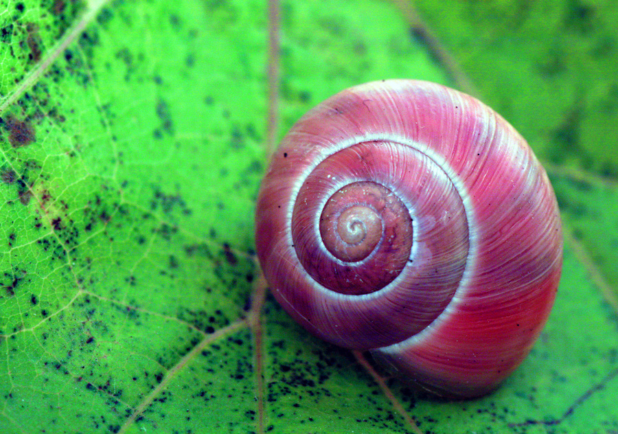 Herbst Schnecke