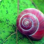 Herbst Schnecke