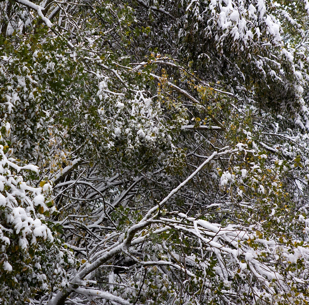 Herbst-Schnee-Laub-Tapete