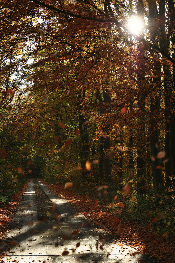 Herbst -Schönheit