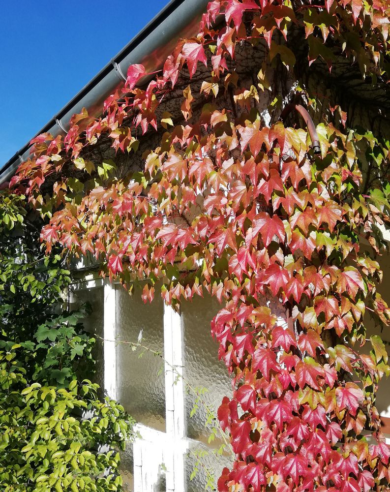 Herbst Schönheit 