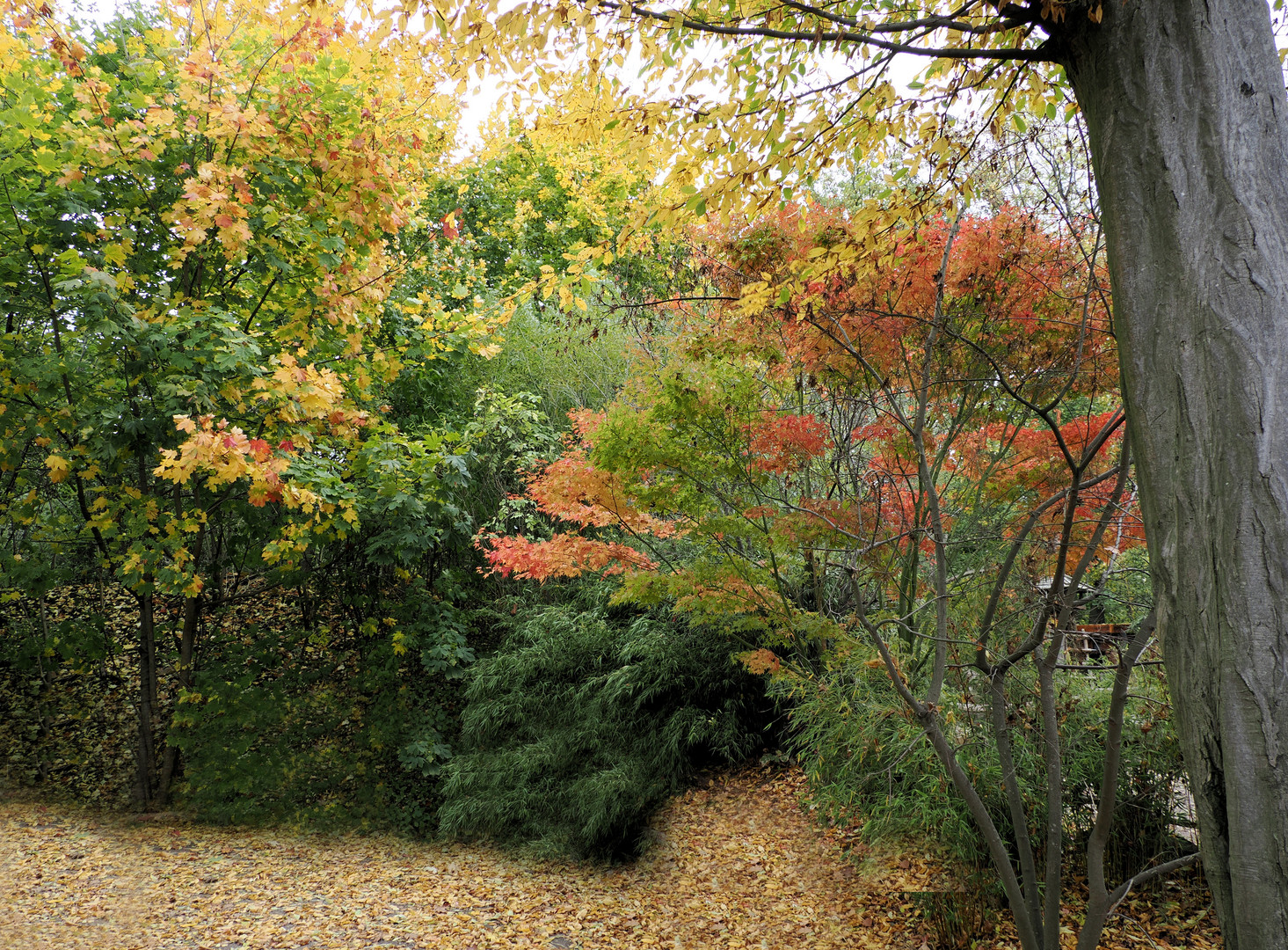 Herbst Schönheit…..