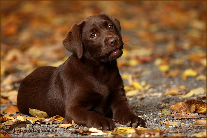 Herbst-Schoko-Labi