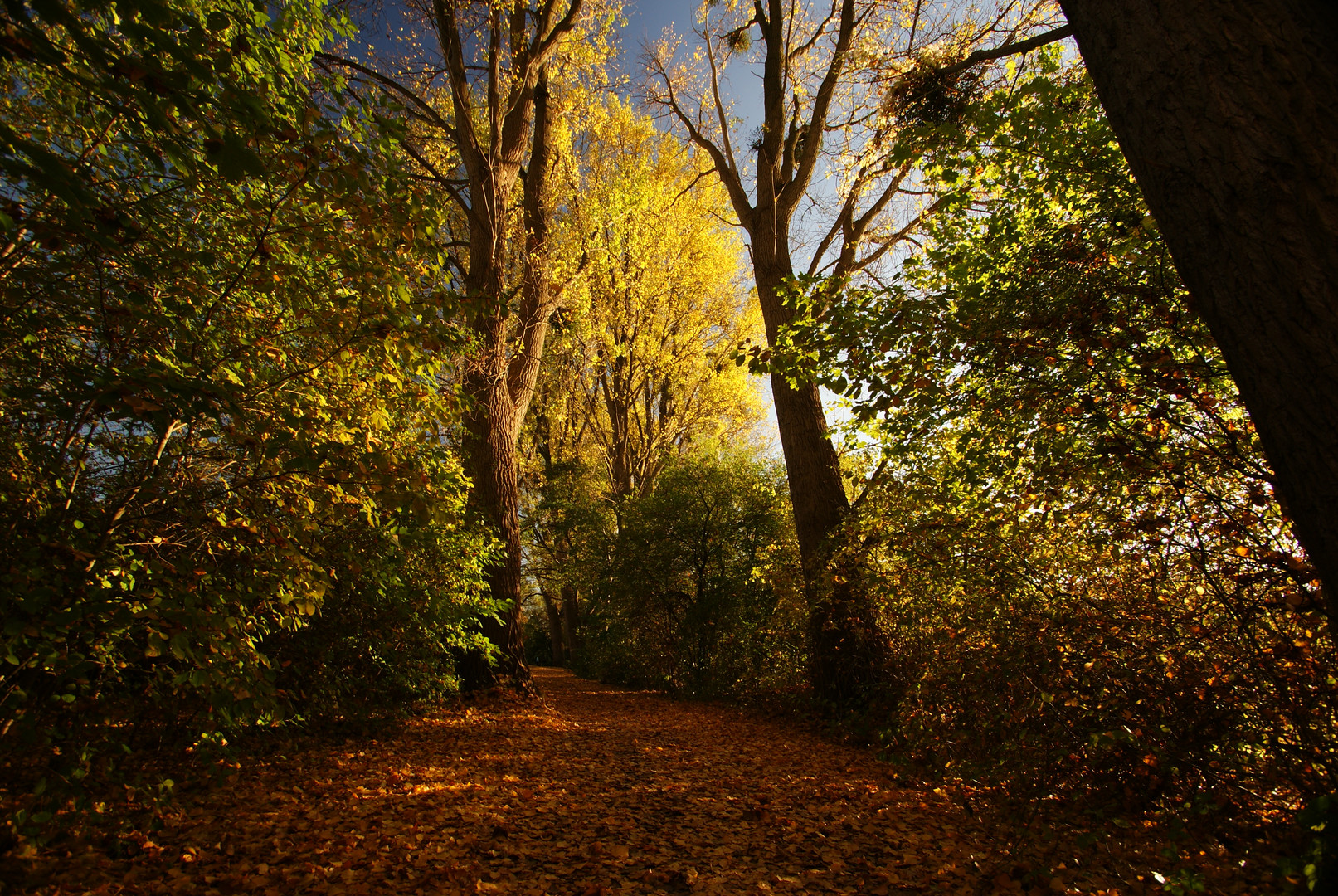 Herbst-->Schritt