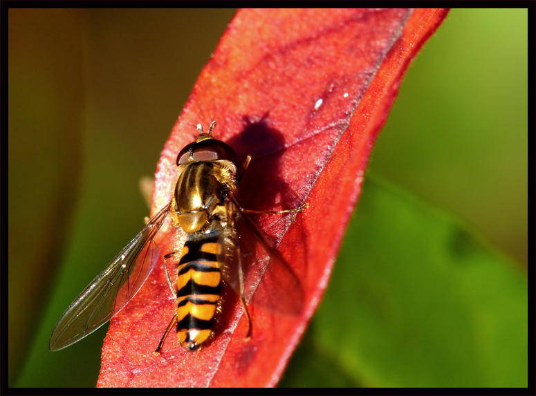 Herbst-Schwebfliege