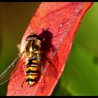 Herbst-Schwebfliege