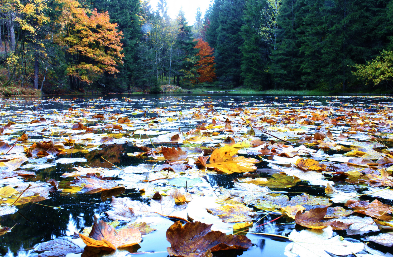 Herbst - See in Oberhof / Thüringen