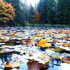 Herbst - See in Oberhof / Thüringen