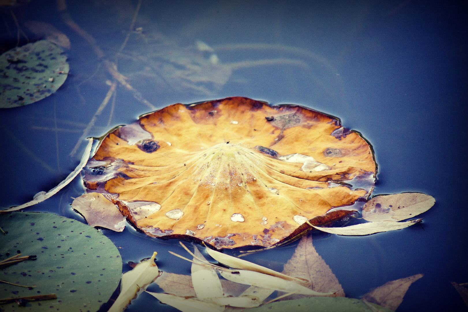 Herbst-SEErosen-BLATT