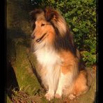 Herbst-Sheltie