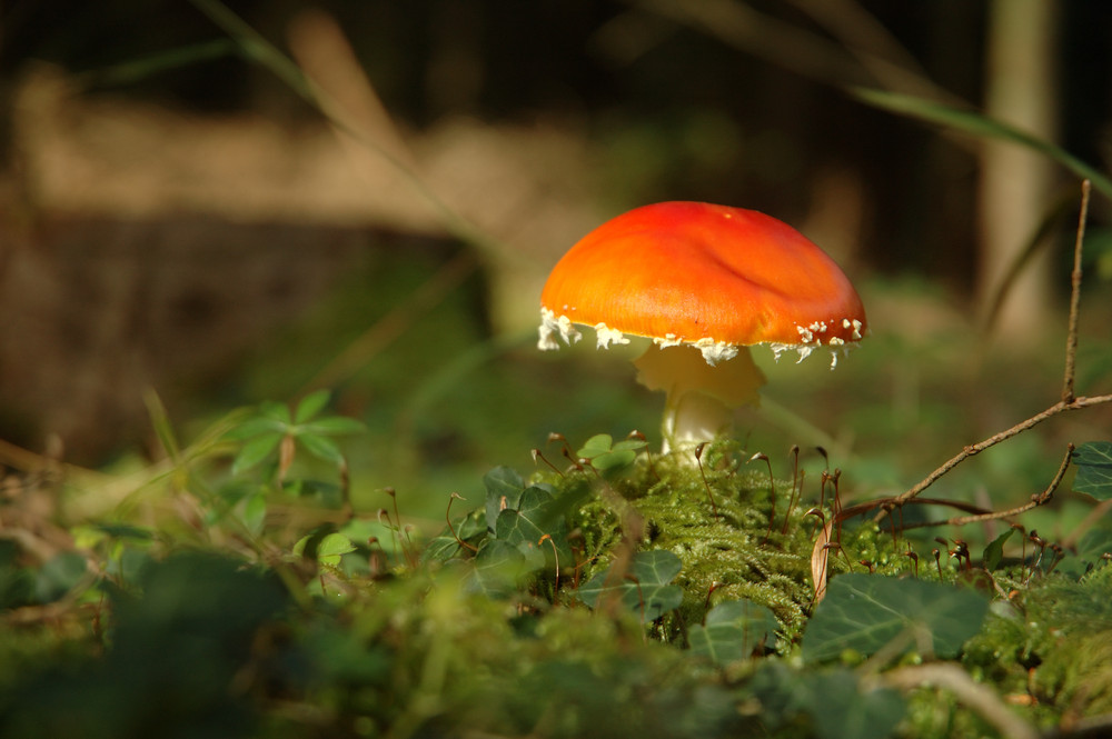 Herbst-Signale