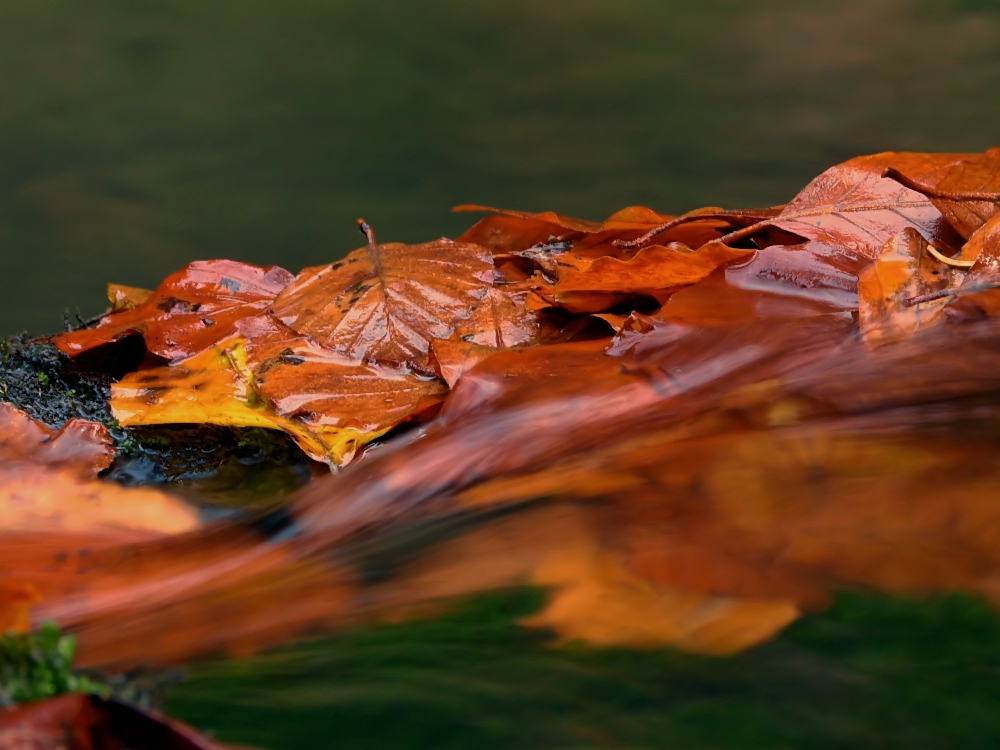 Herbst - Sinfonie