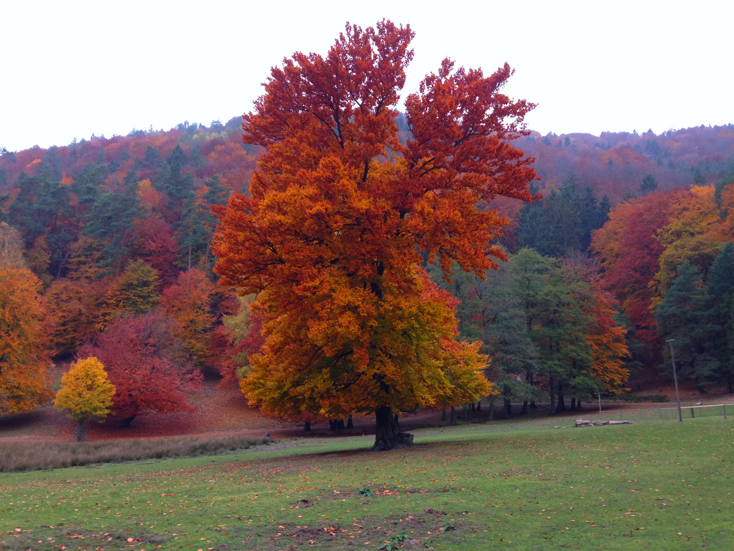 Herbst Sinfonie