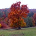 Herbst Sinfonie