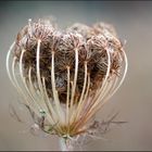 Herbst Sitzung