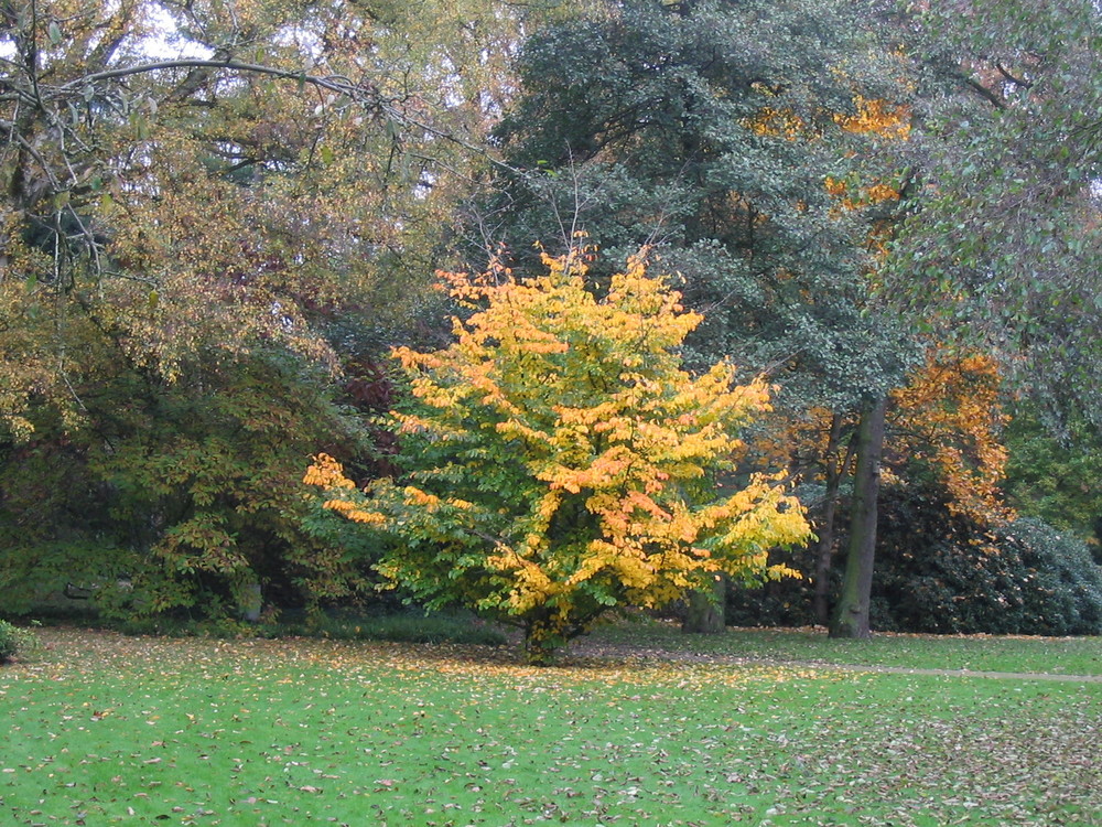 Herbst -so schön kann er sein .