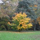 Herbst -so schön kann er sein .