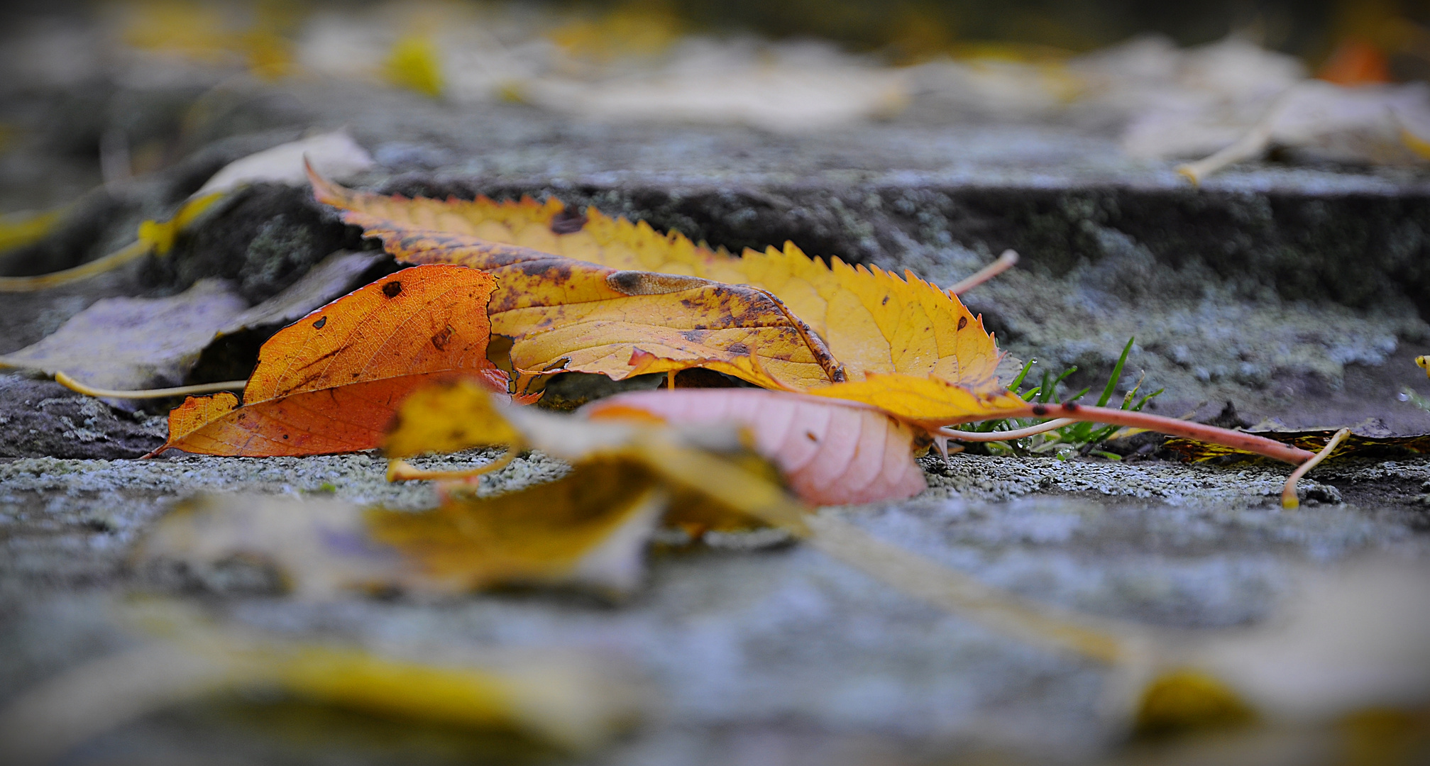 Herbst so trügerisch