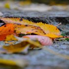 Herbst so trügerisch