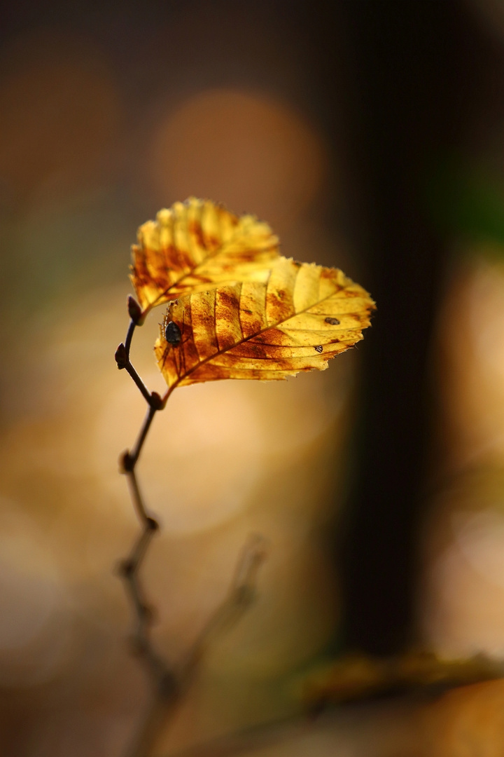 Herbst-Solitär