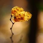 Herbst-Solitär