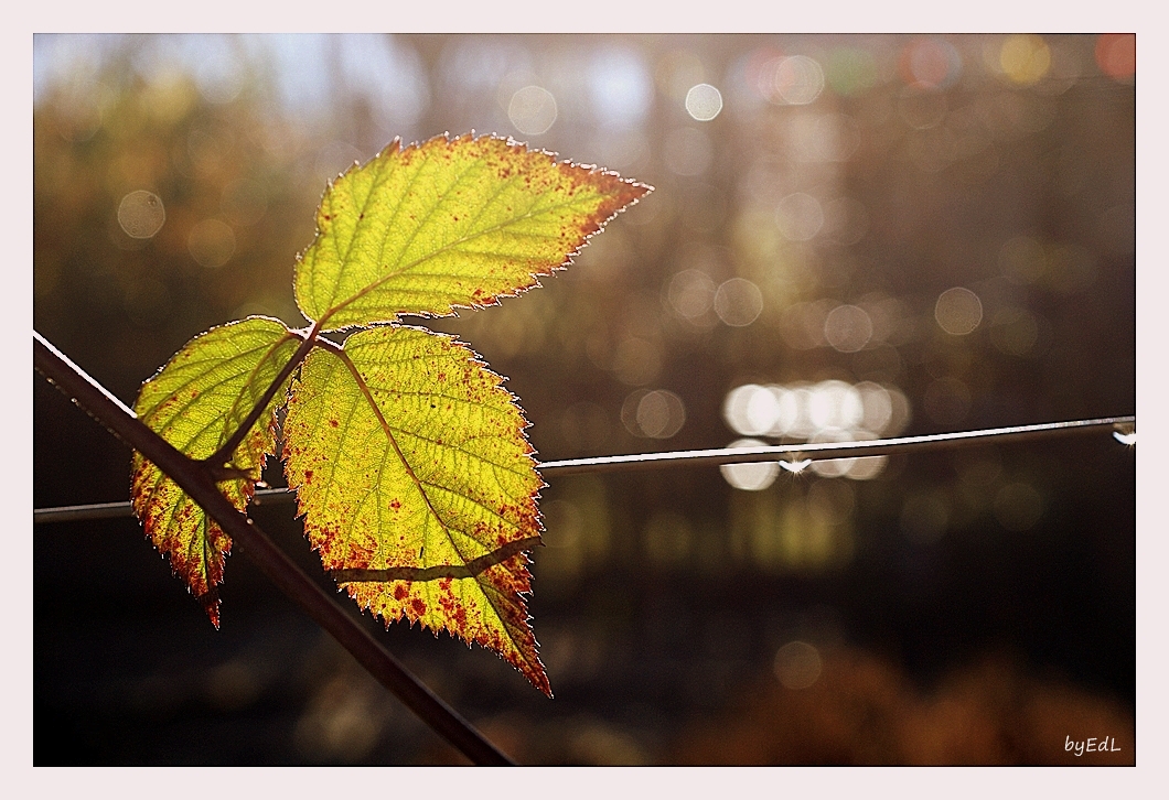 Herbst-Sonne