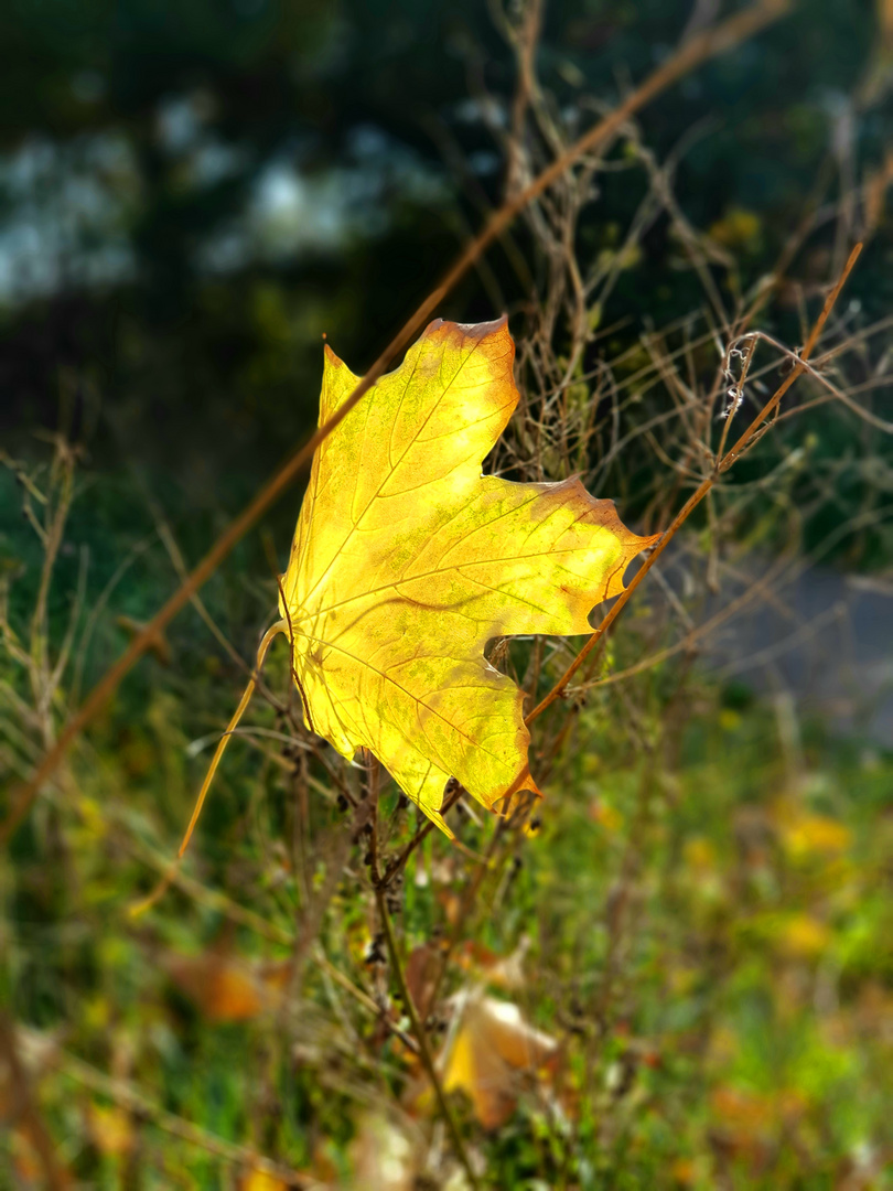 Herbst Sonne