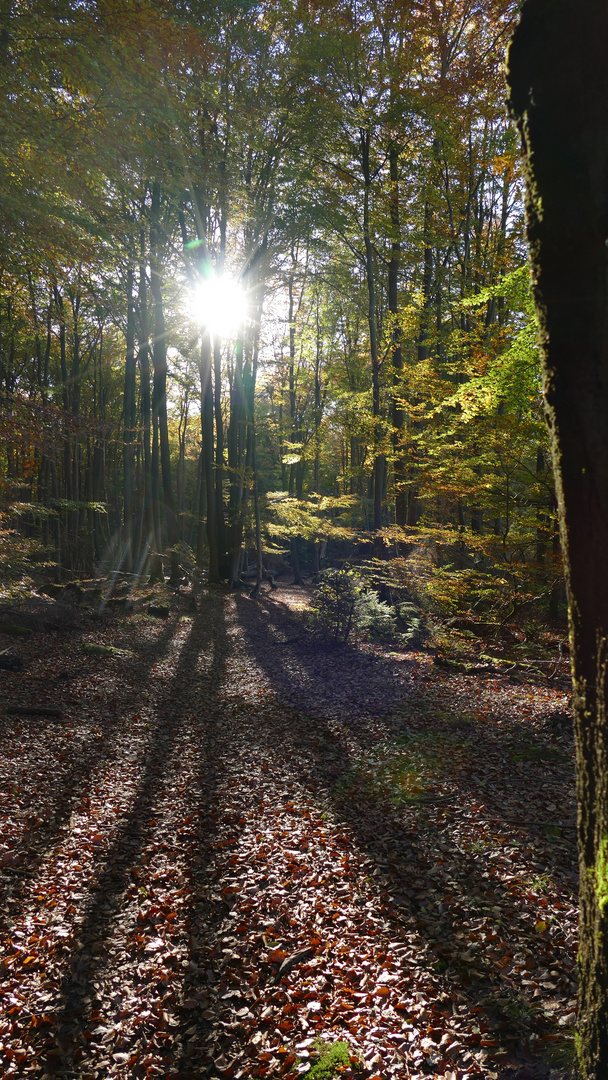 Herbst-Sonne