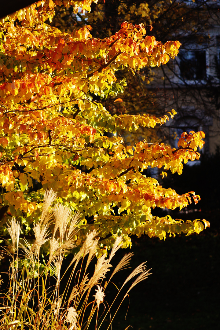 Herbst Sonne