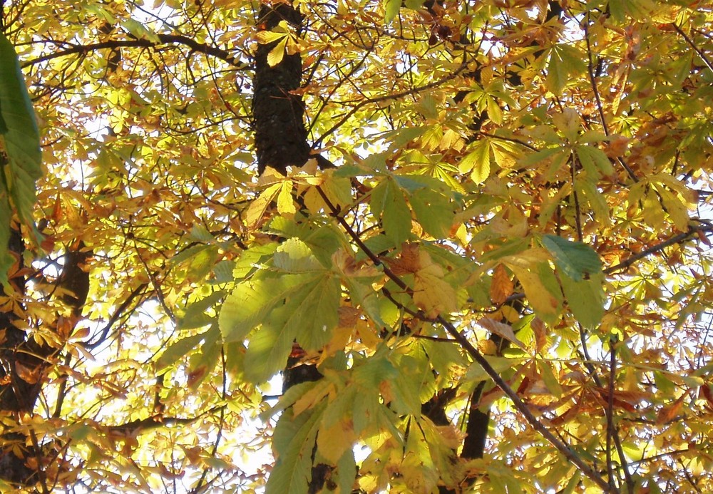 Herbst - Sonne die durch Blätter scheint