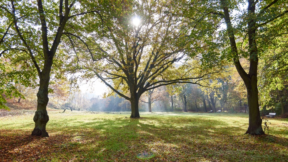 Herbst, Sonne, Eiche!