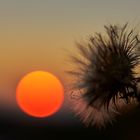 Herbst Sonne Knäuel