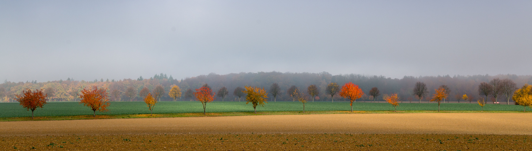 Herbst : Sonne-Nebel-Farben