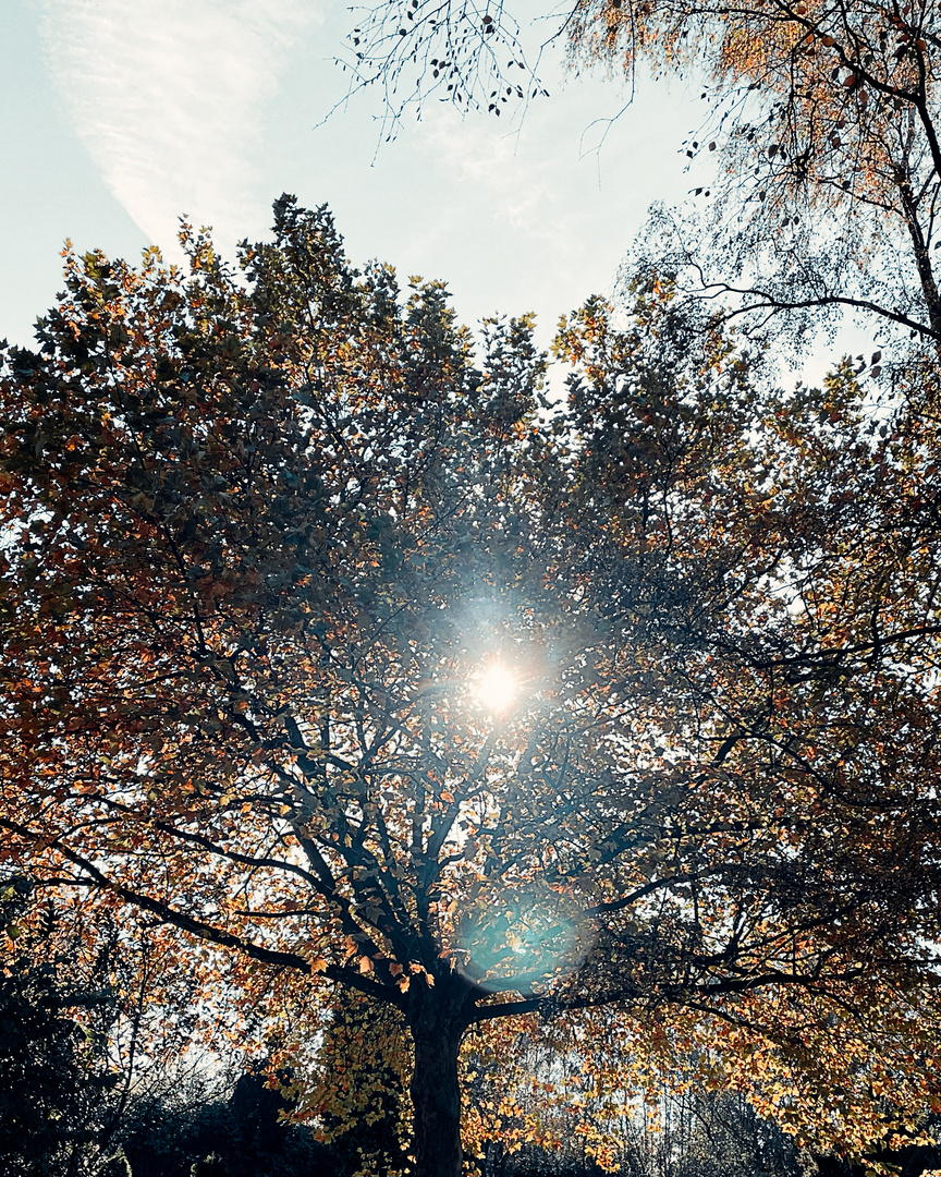 -Herbst-Sonne-Strahlen-