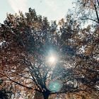 -Herbst-Sonne-Strahlen-