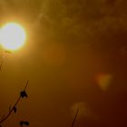 Herbst - Sonne und Nebel  23 oktober 2012