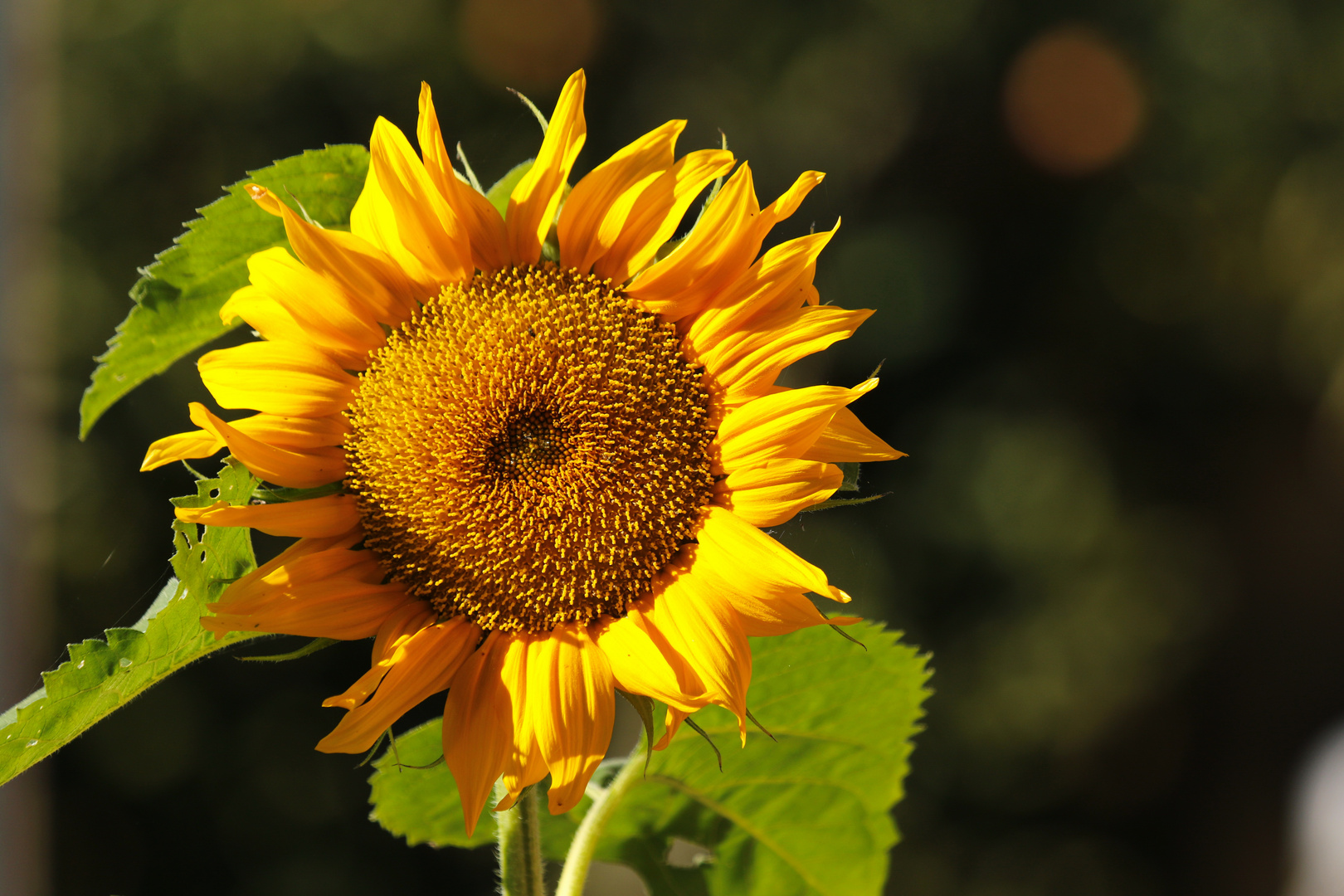 Herbst-Sonnenblume